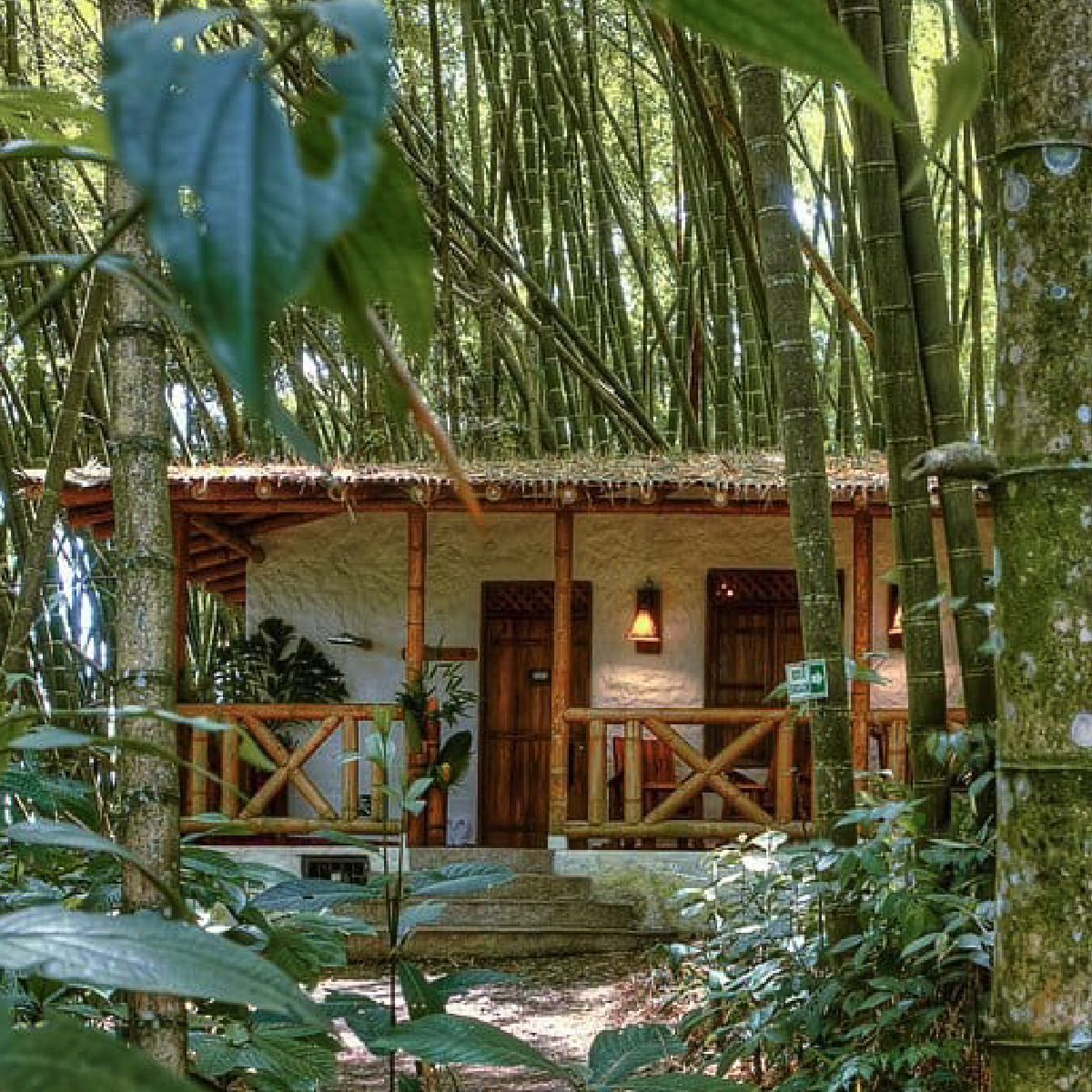 Bosques del Samán - 1