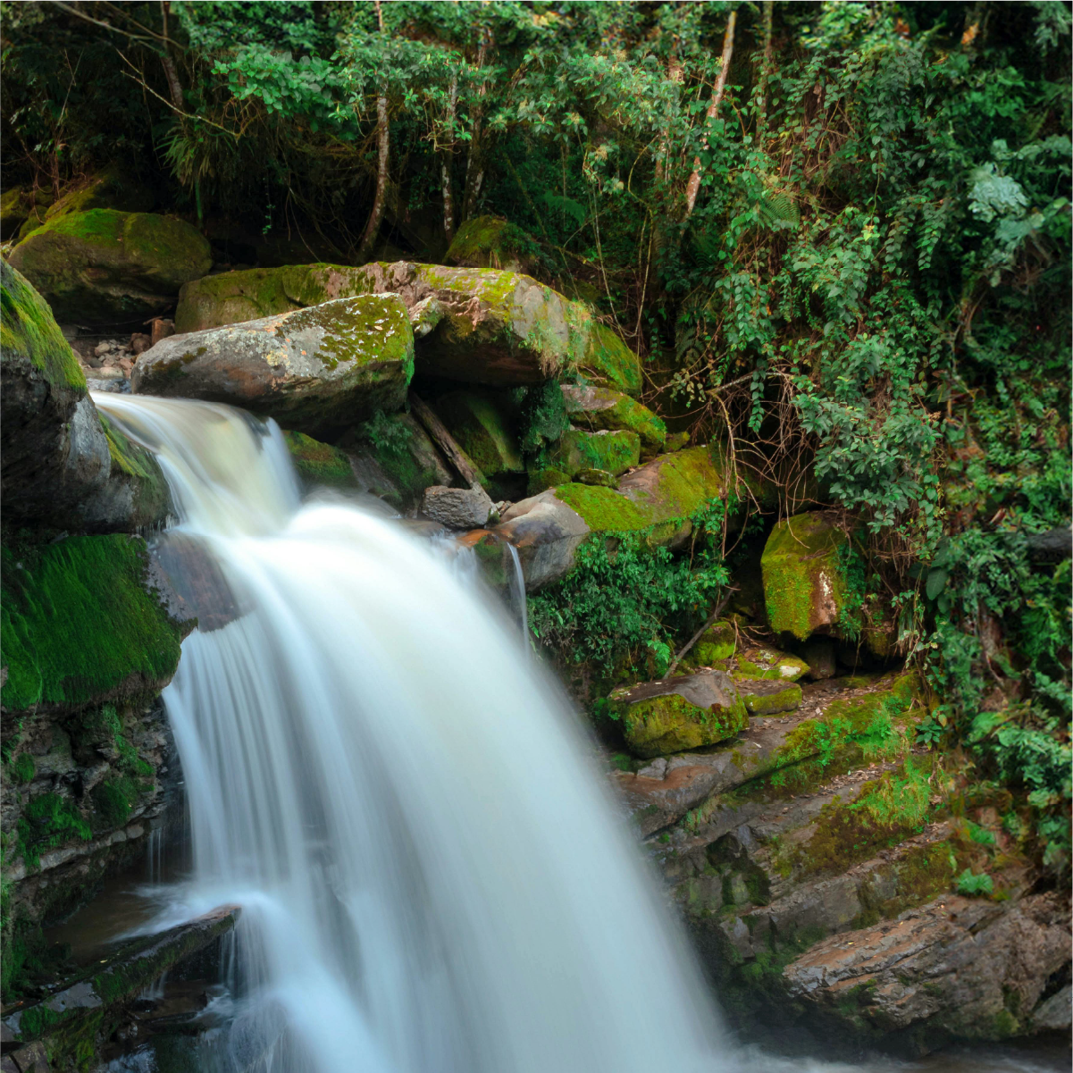 amazonas